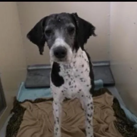 An adult medium-sized male White / Cream Poodle dog named Marcel for adoption in Kanab, UT
