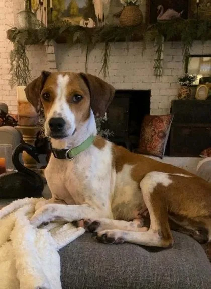 An adult medium-sized female Tricolor (Brown, Black, & White) Hound dog named Indie for adoption in Hopkinton, MA