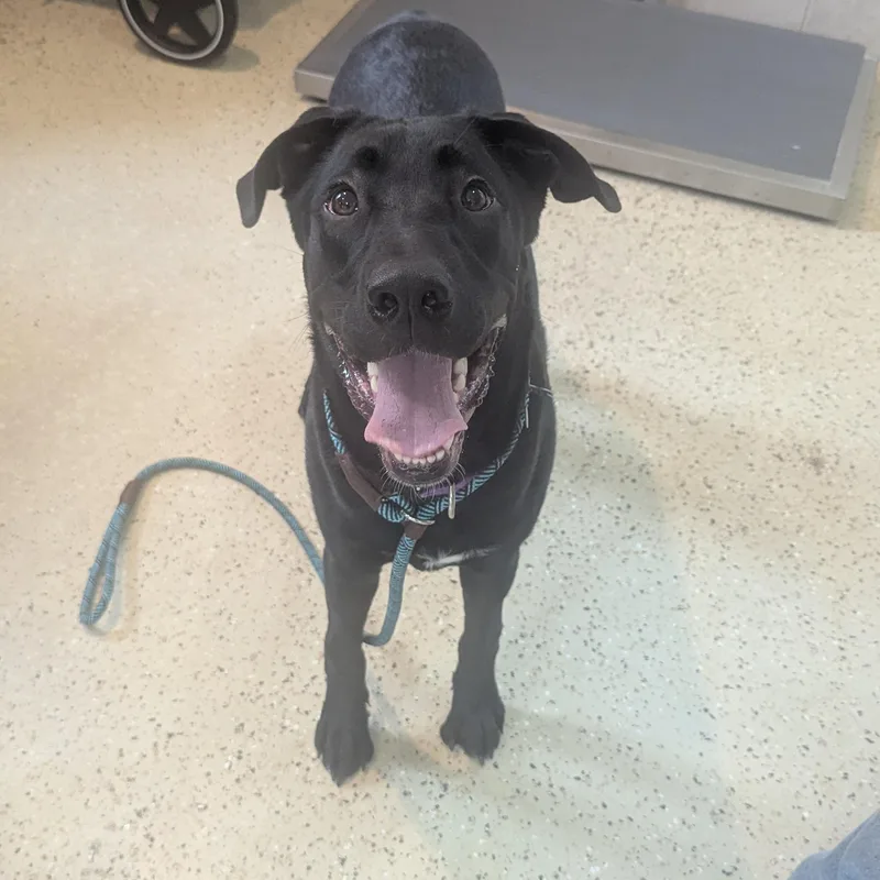 A baby large-sized male Labrador Retriever dog named Odin for adoption in Fenton, MI