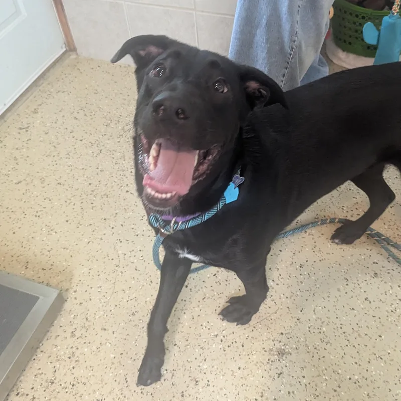 Odin thumbnail 2