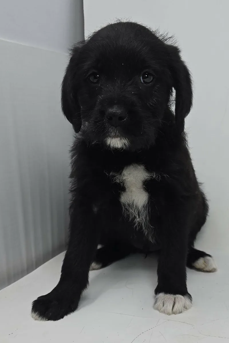 Ziggy Star thumbnail 2