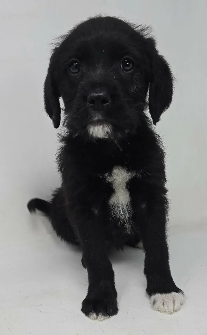 Ziggy Star thumbnail 3