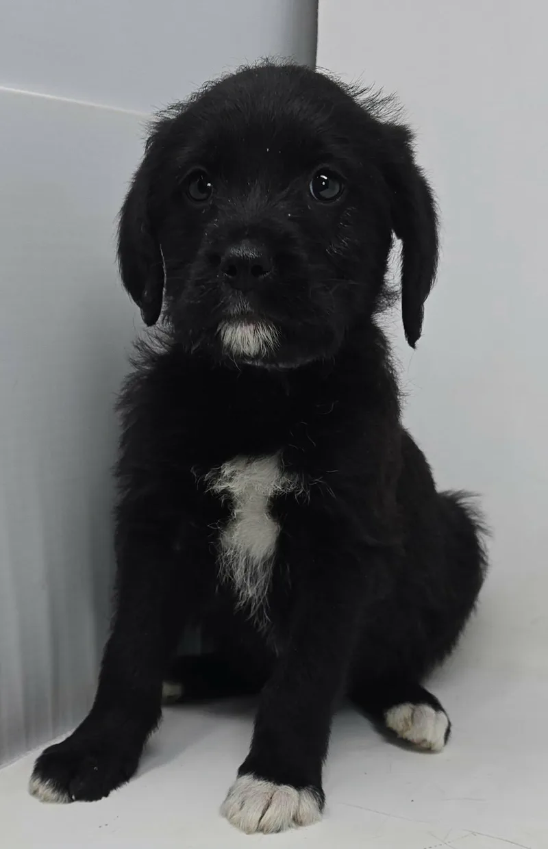 Ziggy Star thumbnail 4