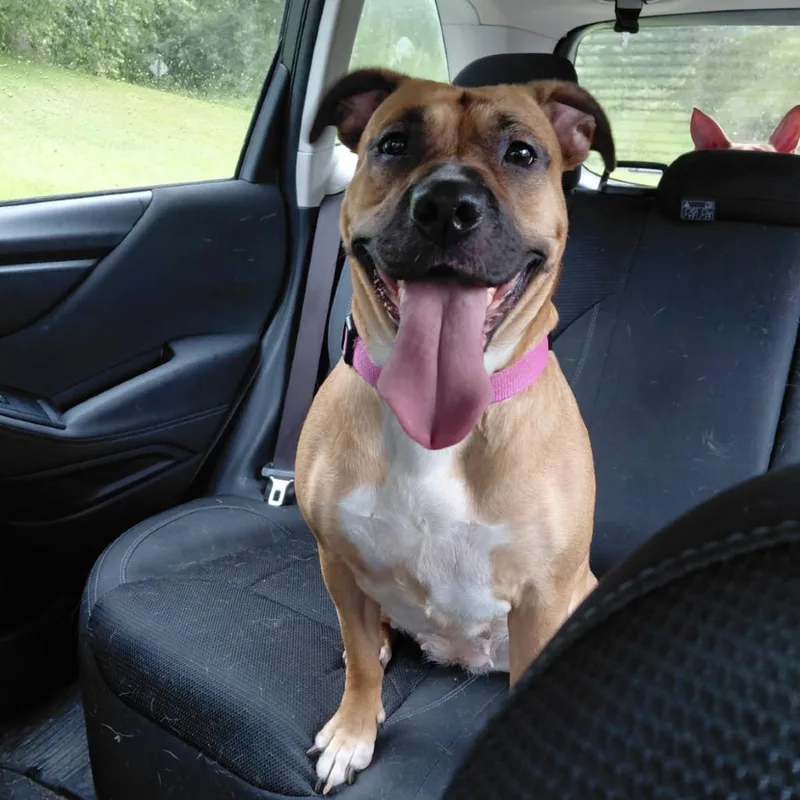 A young medium-sized female Yellow / Tan / Blond / Fawn Mixed Breed dog named Wilma for adoption in Moravia, NY