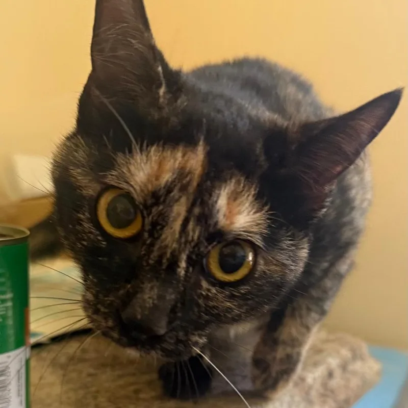 Coco