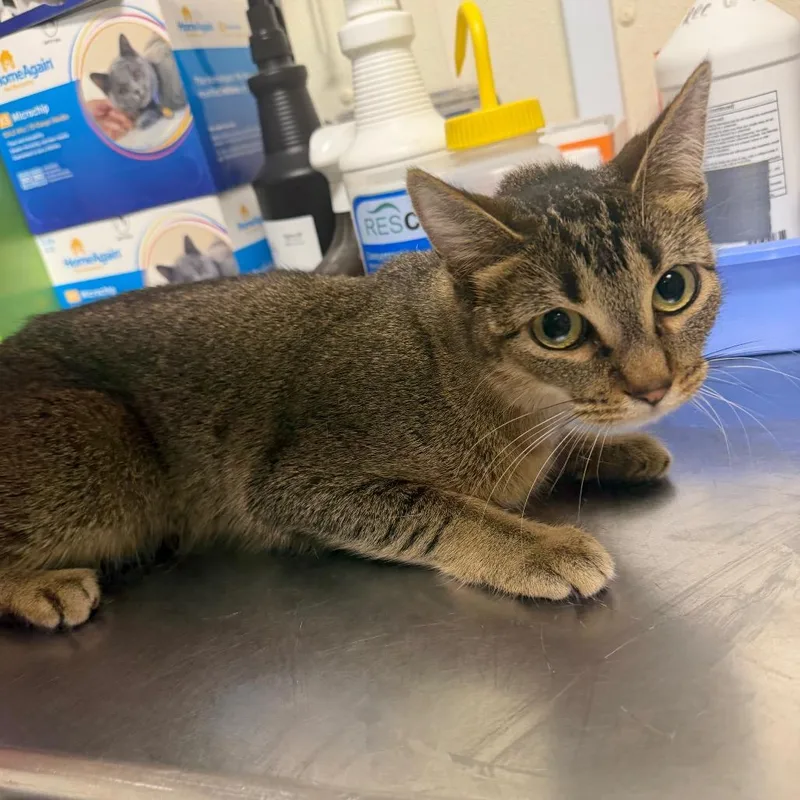 An adult medium-sized female Brown / Chocolate Domestic Short Hair cat named Track Star for adoption in Bryan, TX