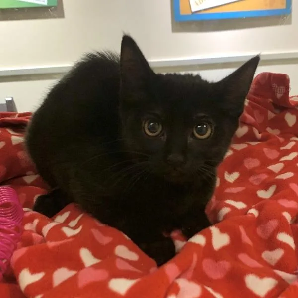 A baby small-sized male Domestic Short Hair cat named Clay for adoption in Oakland, CA