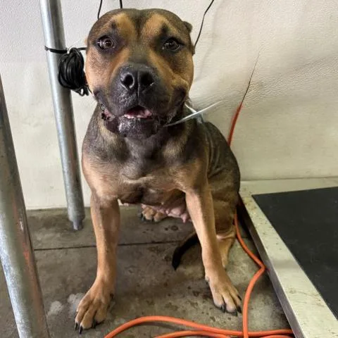 A young large-sized female Mixed Breed dog named Smeagol for adoption in Pensacola, FL