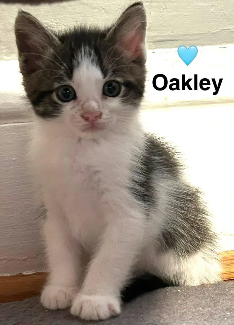 A baby small-sized male Tabby (Gray / Blue / Silver) Domestic Medium Hair cat named Oakley for adoption in Beckley, WV