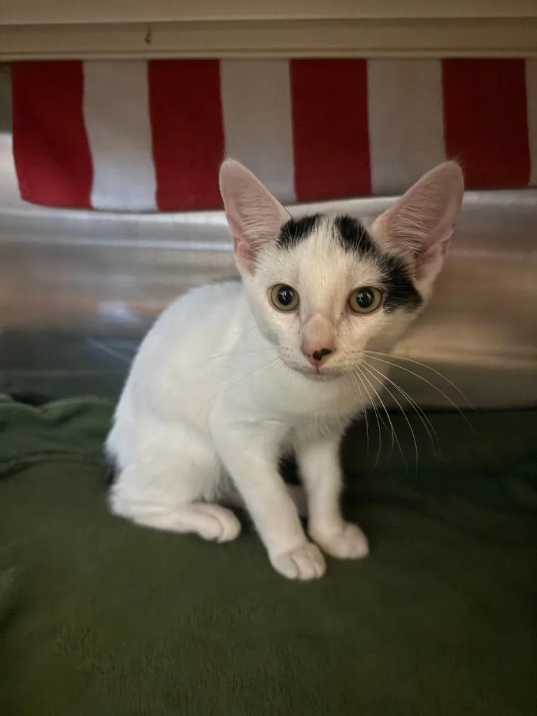 A baby small-sized male Domestic Short Hair cat named Bashful for adoption in Hyde Park, NY