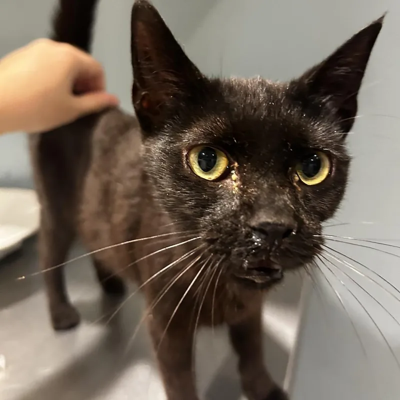 A baby small-sized female Black Domestic Short Hair cat named Plum for adoption in Chattanooga, TN