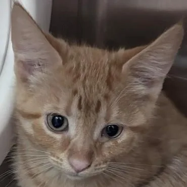 A young medium-sized female Orange & White Domestic Short Hair cat named Dragonfly for adoption in Allegan, MI