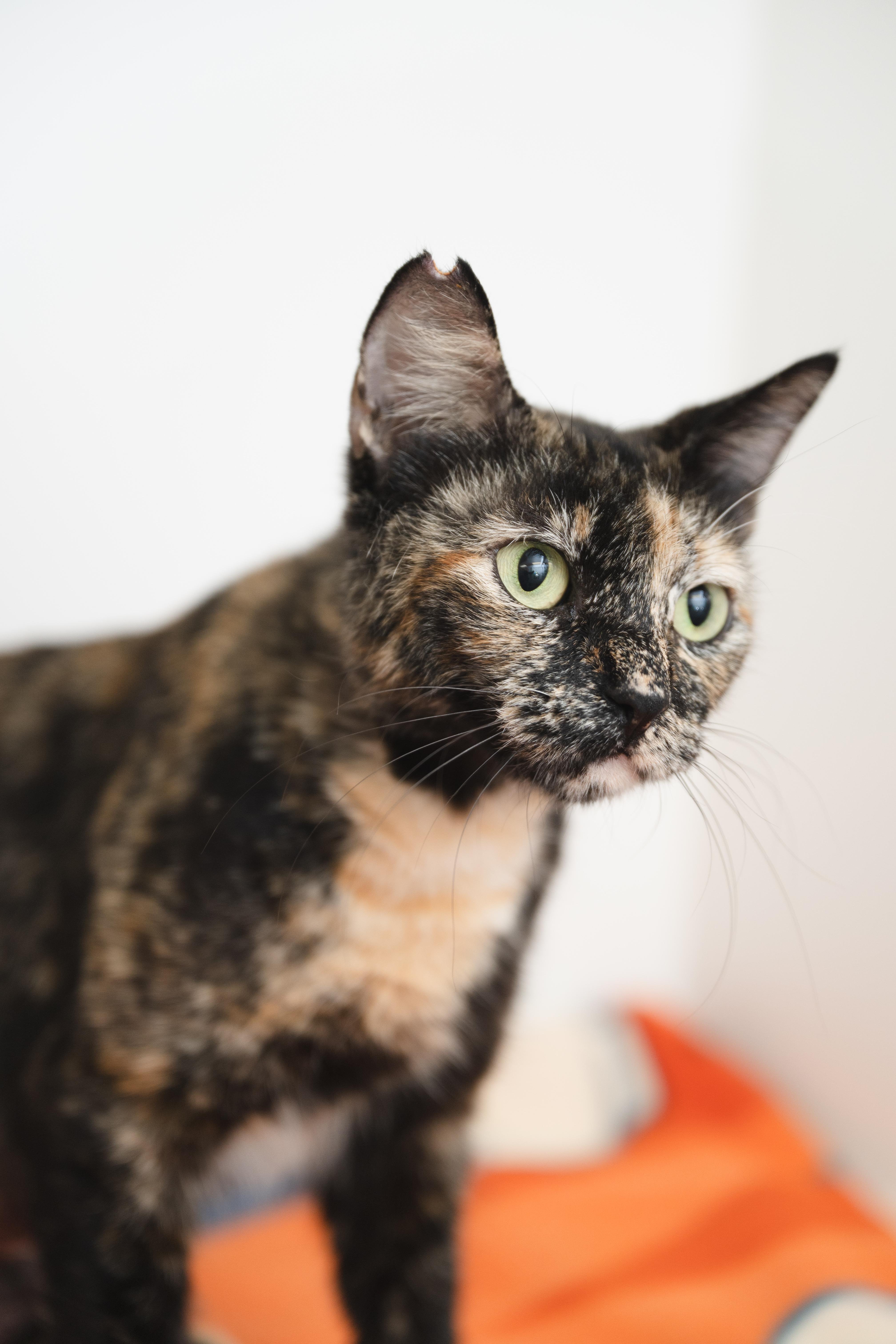 A young medium-sized female Domestic Short Hair cat named Autumn for adoption in Honolulu, HI
