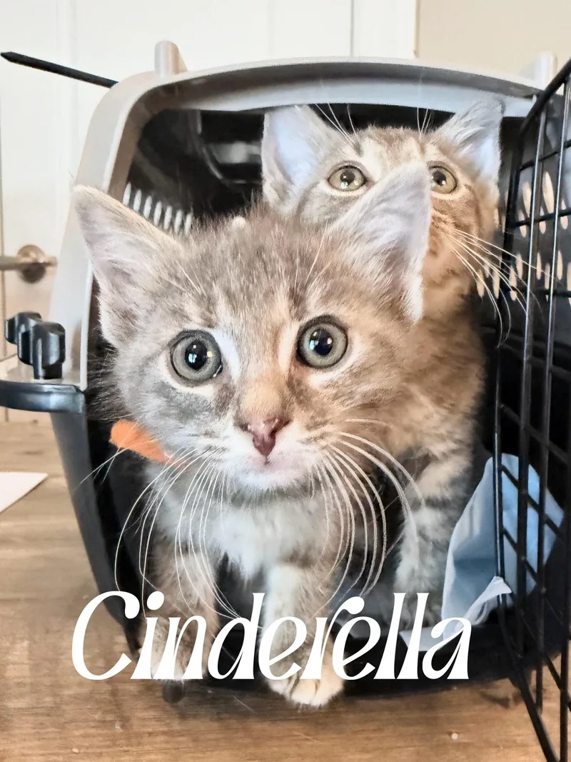 A baby medium-sized female Tabby (Gray / Blue / Silver) Domestic Short Hair cat named Cinderella for adoption in Murfreesboro, TN