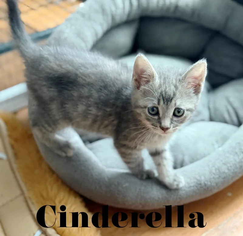 Cinderella thumbnail 2