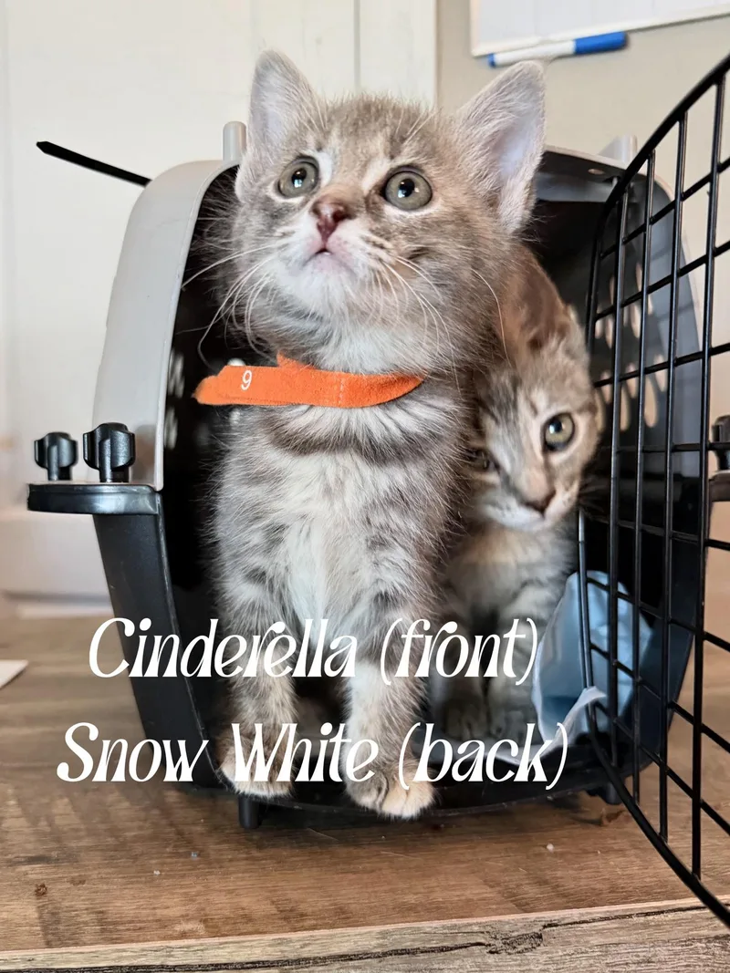 Cinderella thumbnail 3