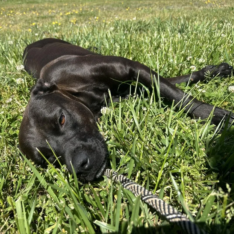 An adult medium-sized female Black Labrador Retriever dog named Dove for adoption in Franklin, NC