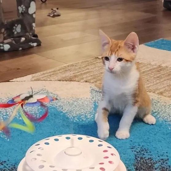 A baby small-sized male Orange & White Domestic Short Hair cat named Banjo for adoption in Mansfield, TX