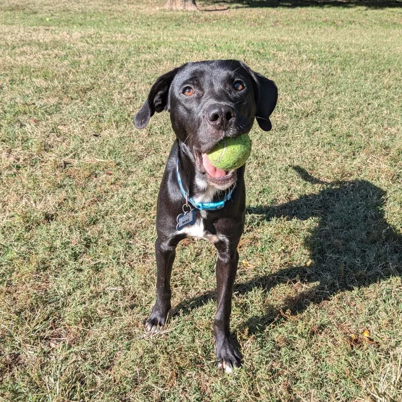 A young medium-sized male Black Labrador Retriever dog named Mike for adoption in Wake Forest, NC