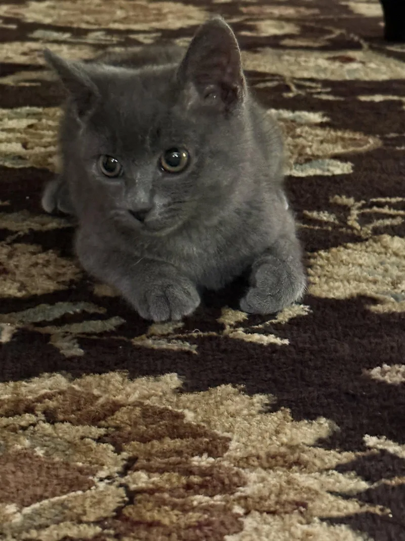 Stormie