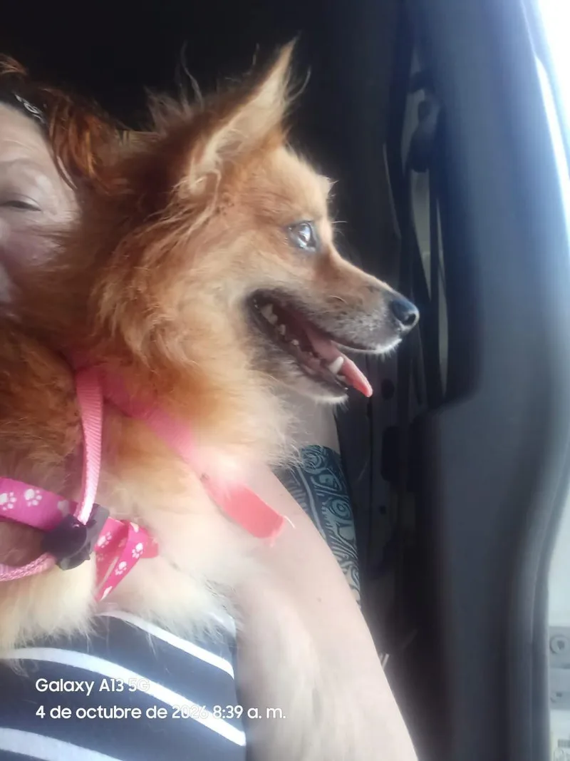 An adult small-sized female Pomeranian dog named Canela for adoption in Jenkintown, PA