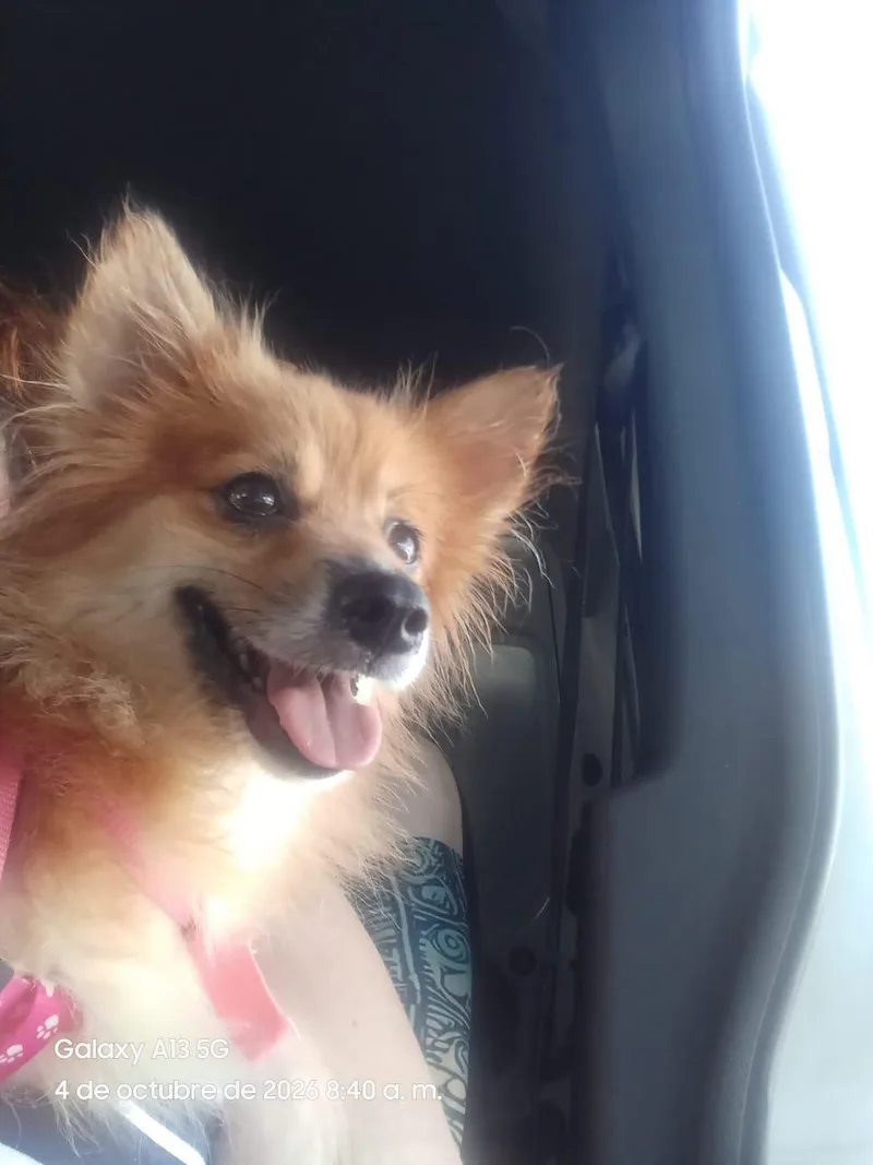 Canela thumbnail 2