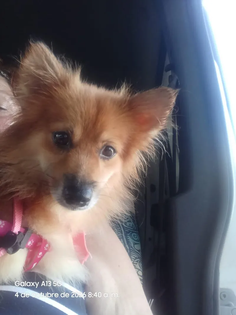 Canela thumbnail 3