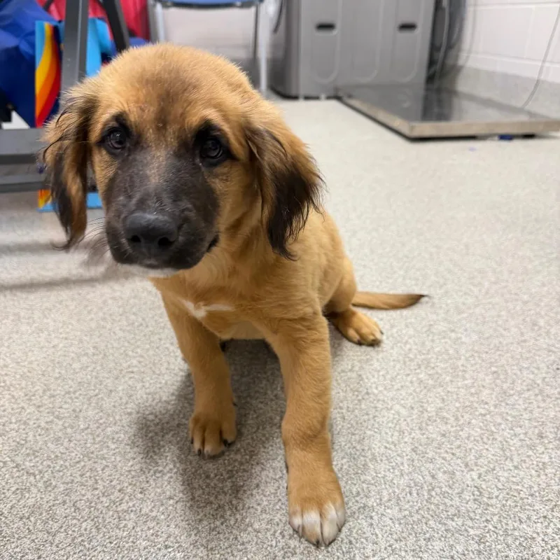 A baby medium-sized male Yellow / Tan / Blond / Fawn Mixed Breed dog named Dexter for adoption in Englewood, FL