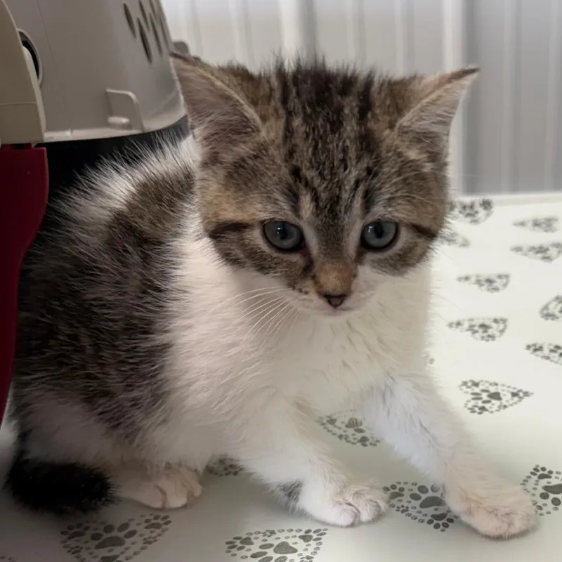A baby small-sized female White Domestic Medium Hair cat named Florence for adoption in Lancaster, OH