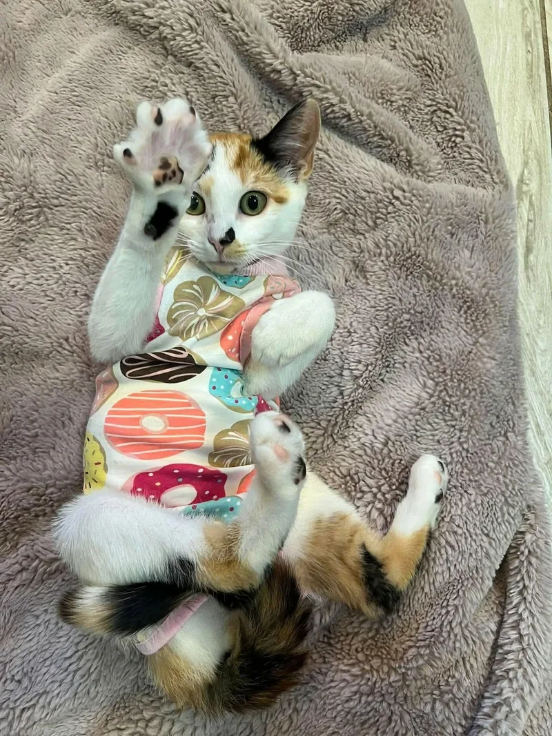 A baby medium-sized female Calico cat named Little Cloud for adoption in Rochester , NY