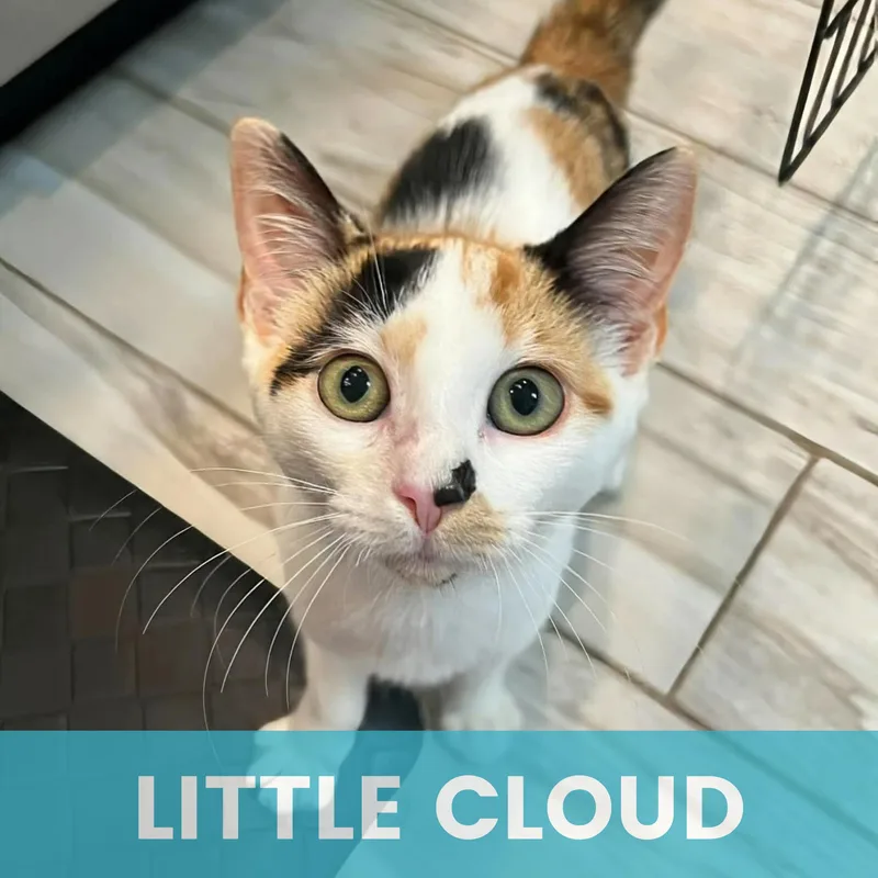 Little Cloud thumbnail 5