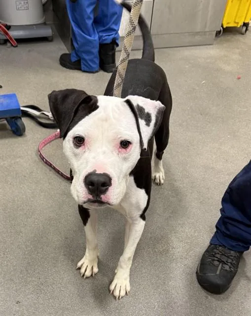 An adult large-sized male Pit Bull Terrier dog named Scarecrow for adoption in Upper Marlboro, MD