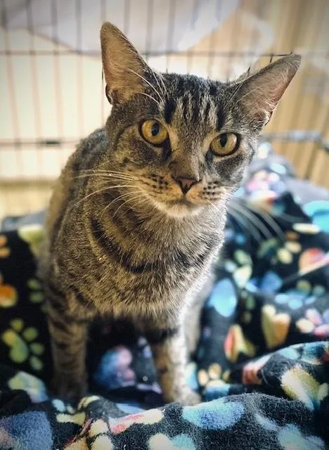 Elsie