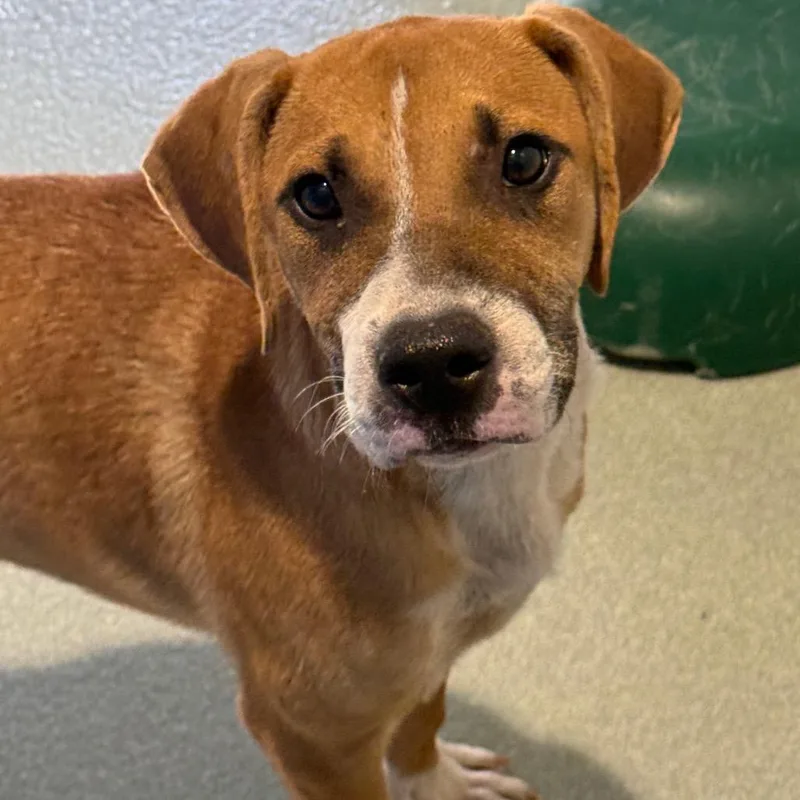 A young medium-sized female Brown / Chocolate Mixed Breed dog named Spritz for adoption in Abilene, TX