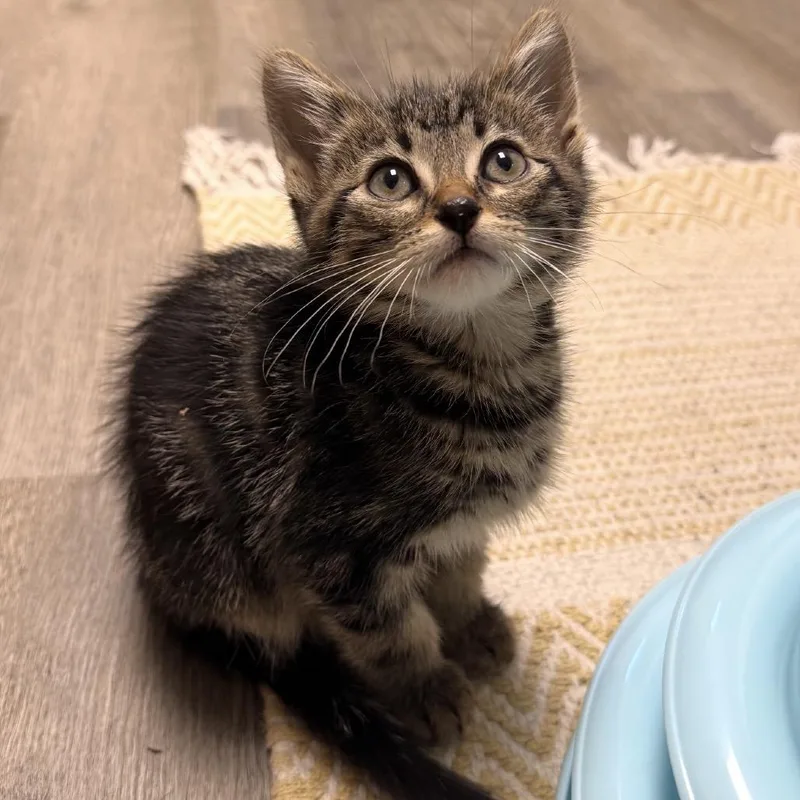 A baby small-sized male Black Domestic Short Hair cat named MG Hamilton for adoption in Bismarck, ND