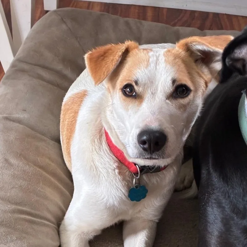 A baby medium-sized female Labrador Retriever dog named Romina for adoption in West Haven, CT