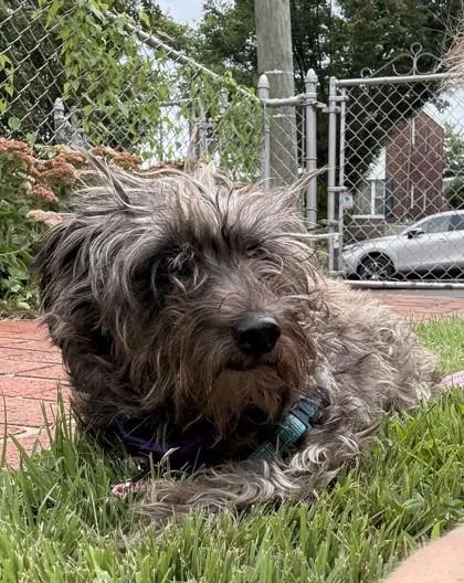 An adult small-sized female Schnauzer dog named Apple Smax for adoption in Washington, DC