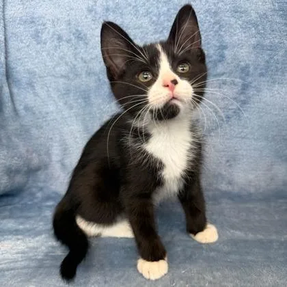 A baby small-sized male Domestic Short Hair cat named Kody for adoption in Janesville, WI