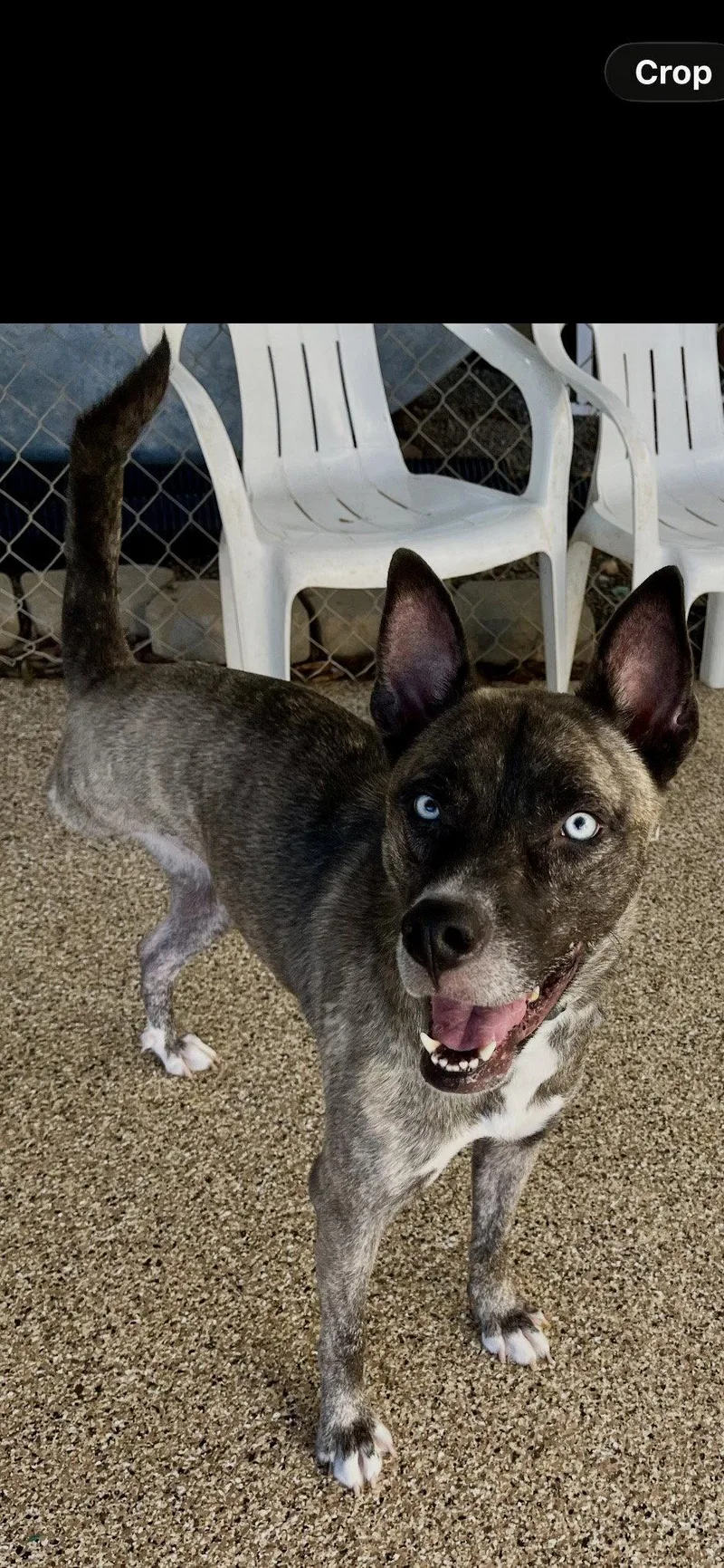 An adult large-sized female Dutch Shepherd dog named Josie for adoption in Mooresville, NC