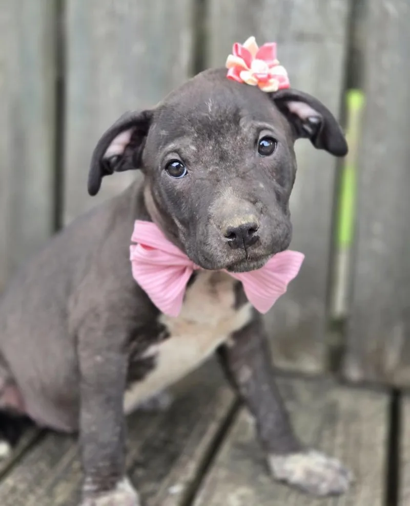 A baby medium-sized female Affenpinscher dog named Doodlebug for adoption in Hartsville, SC