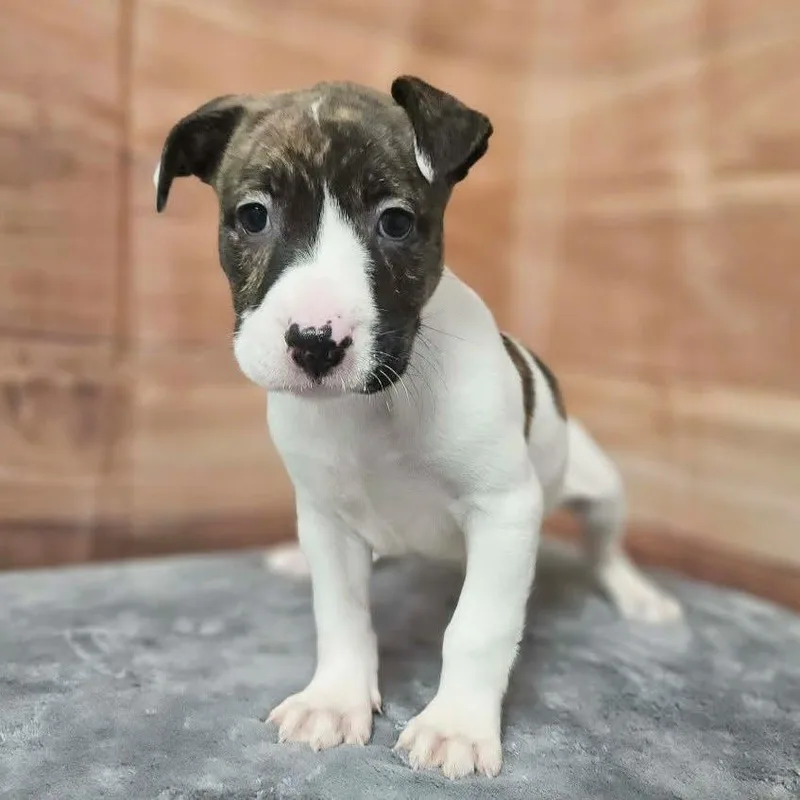 A baby medium-sized male Brindle Pit Bull Terrier dog named Garen for adoption in Griswold, CT