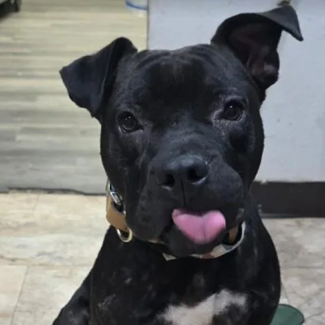 An adult medium-sized male Black Pit Bull Terrier dog named Bark Vader for adoption in Fort Collins, CO