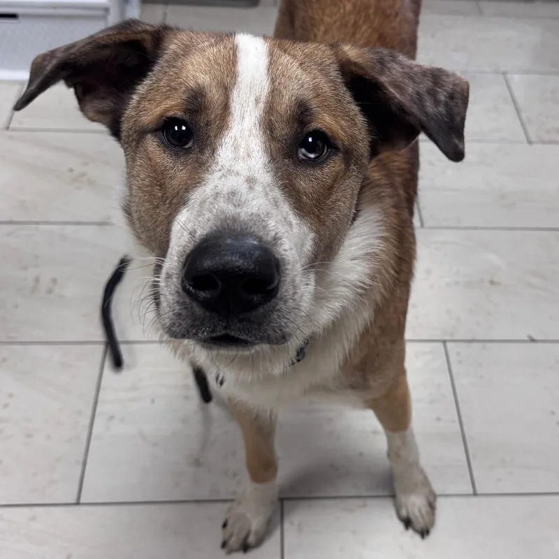 A young medium-sized male Yellow / Tan / Blond / Fawn Collie dog named Elmo for adoption in Lufkin, TX