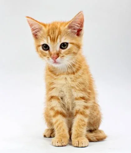 A baby small-sized female Domestic Short Hair cat named Banana for adoption in Morton Grove, IL