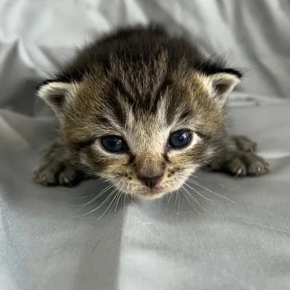 A young medium-sized male Domestic Short Hair cat named Levi for adoption in Kansas City, MO