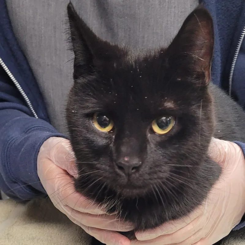 A young medium-sized female Black Domestic Short Hair cat named Relish for adoption in Vineland, NJ
