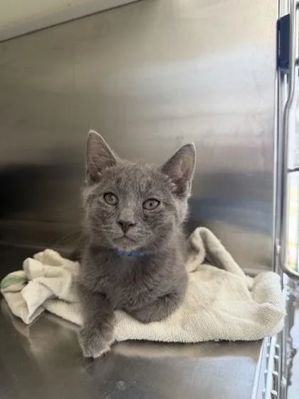 A baby small-sized male Domestic Short Hair cat named Clover for adoption in Westland, MI