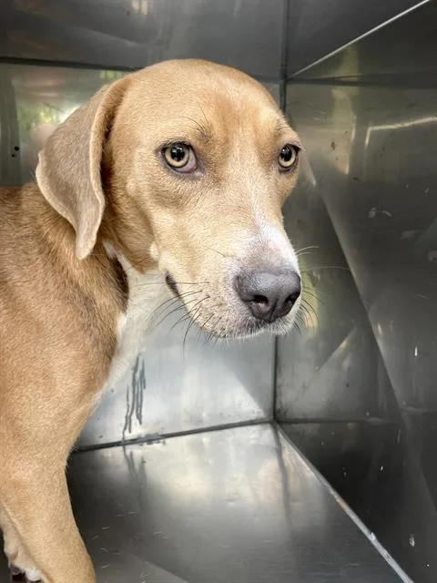 A young medium-sized female Mixed Breed dog named Helen for adoption in Dallas, TX