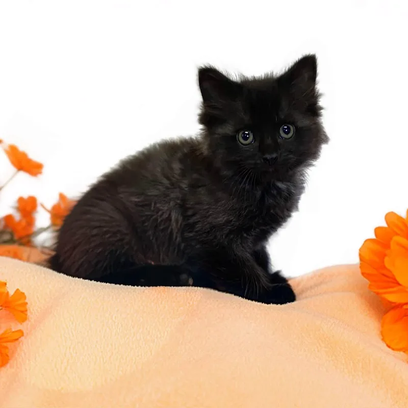 A baby medium-sized female Black Domestic Medium Hair cat named Sienna for adoption in Graham, WA