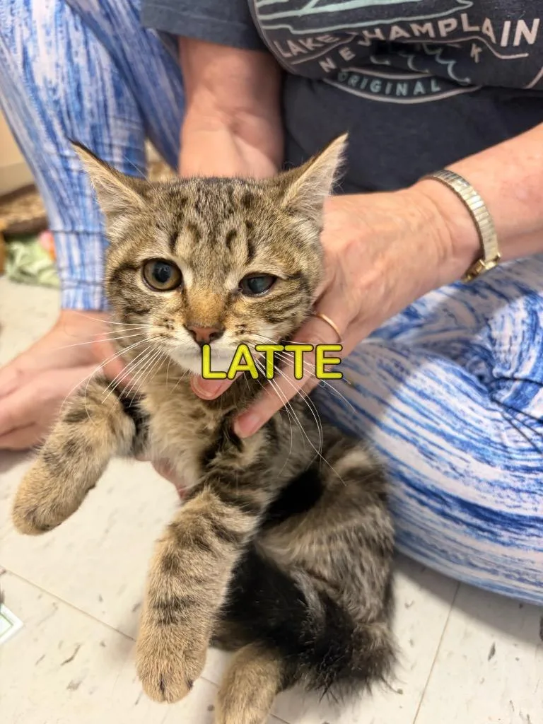 A baby small-sized female Domestic Medium Hair cat named Latte for adoption in Plattsburgh, NY